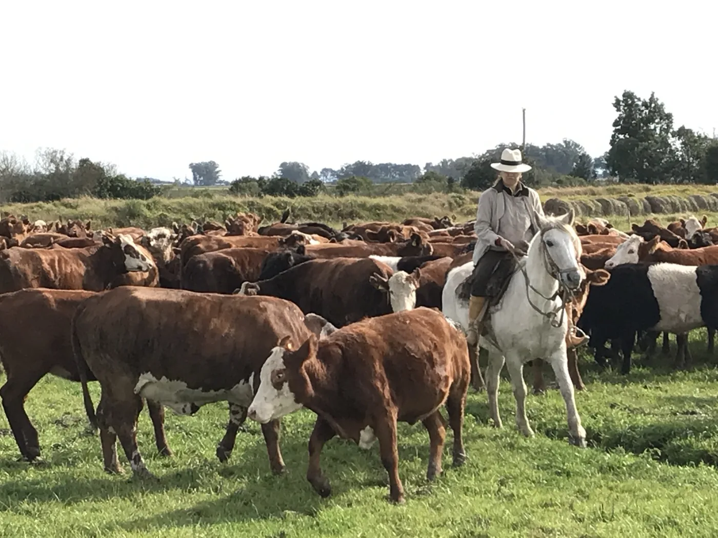 Manejo de gado nas fazendas