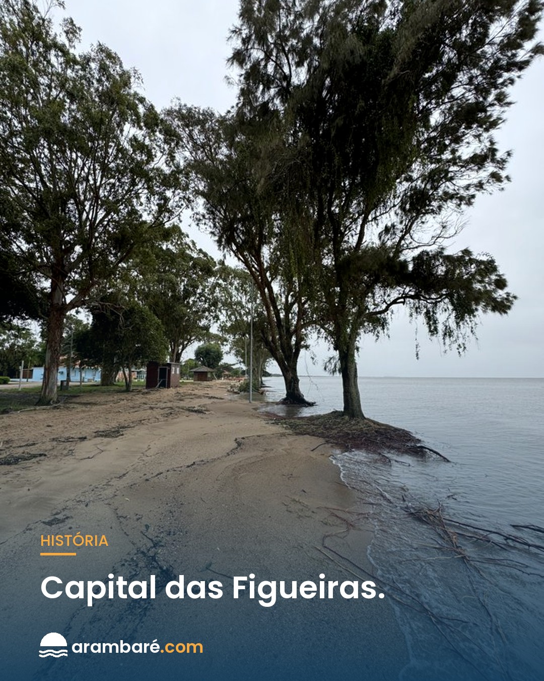 Capital das Figueiras. 🌳 A Figueira da Paz, no coração de Arambaré, tem entre 400 e 700 a