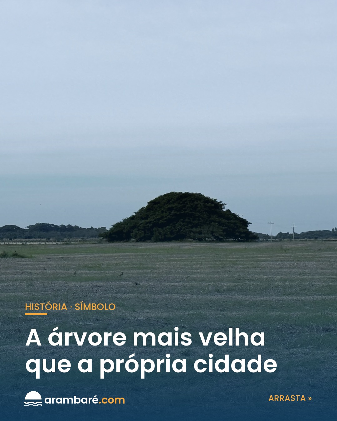 A Capital das Figueiras tem uma rainha. 🌳 No coração de Arambaré vive a Figueira da Paz —