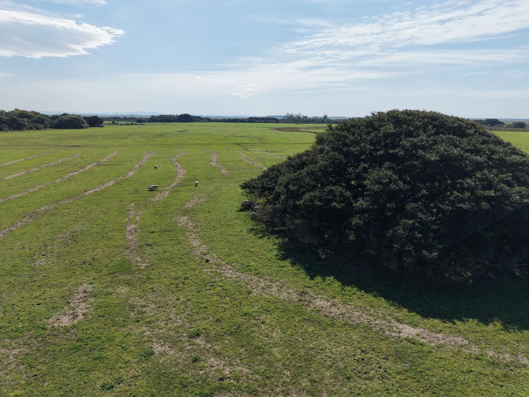 Figueira centenária de copa larga sobre o campo verde, em Arambaré